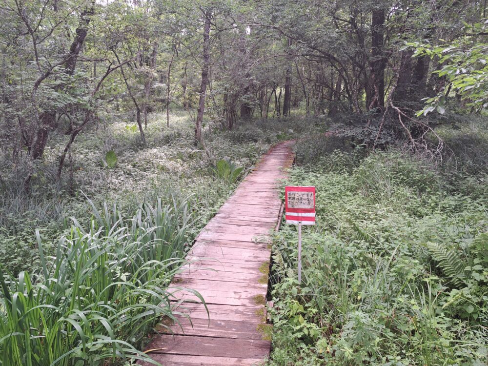 菅平高原自然館の菅平湿原のルート散策