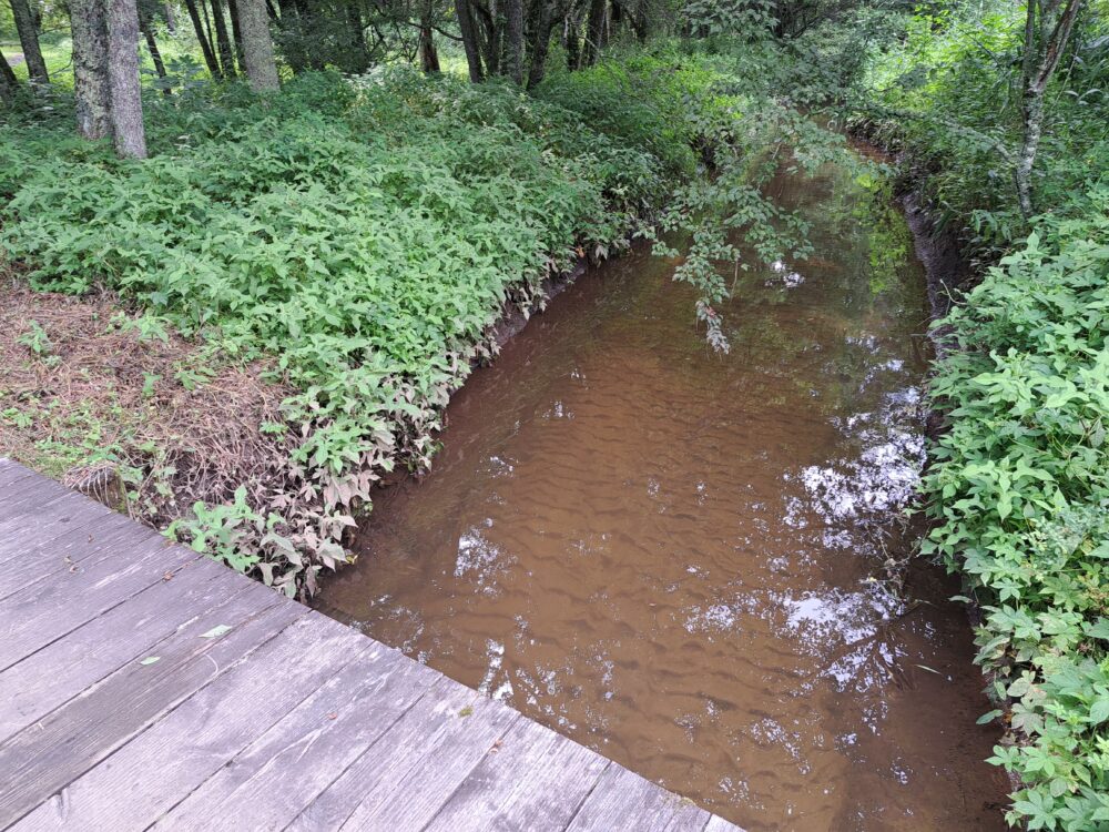 菅平高原自然館の菅平湿原の小川