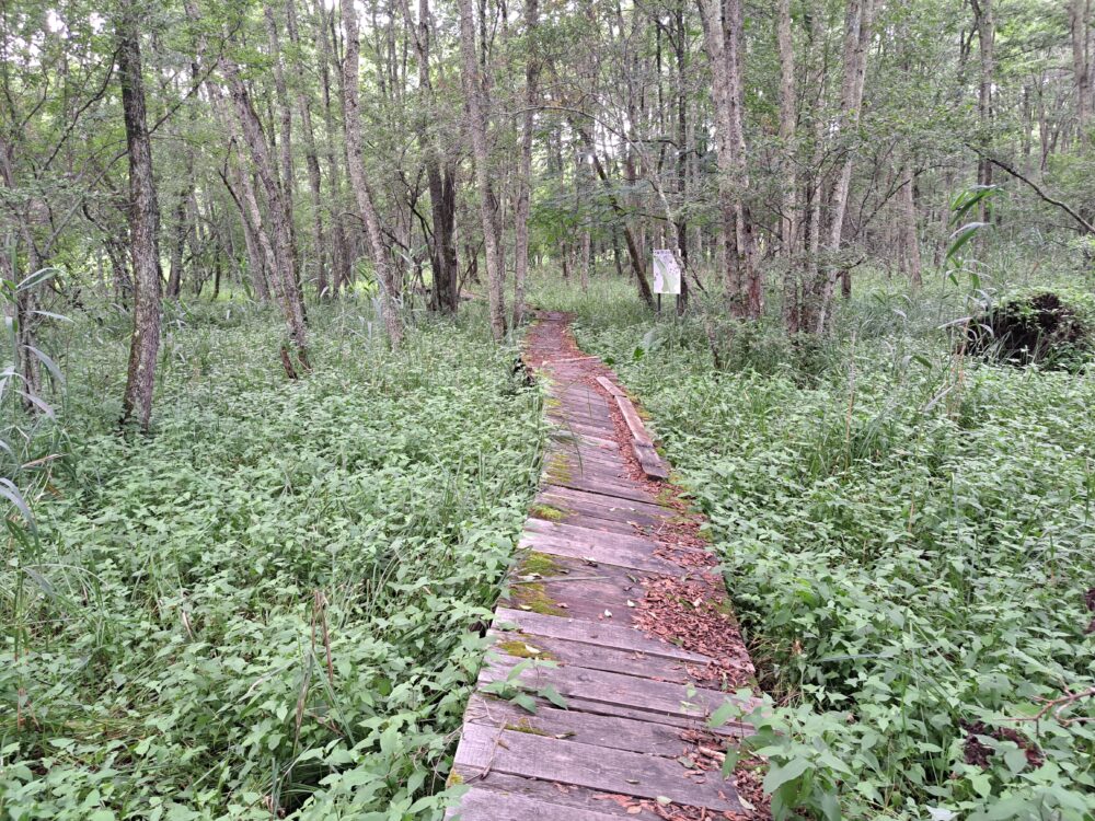 菅平高原自然館の菅平湿原のルートの木道