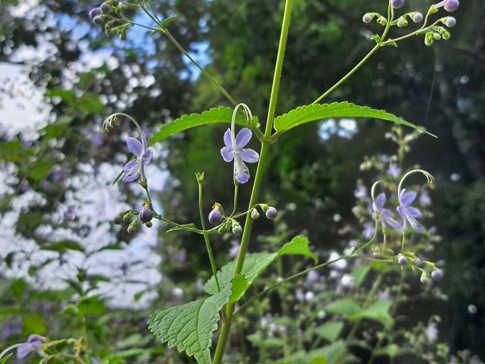 菅平高原自然館の野草