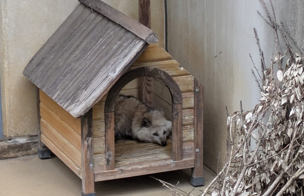 市川市動植物園のたぬき
