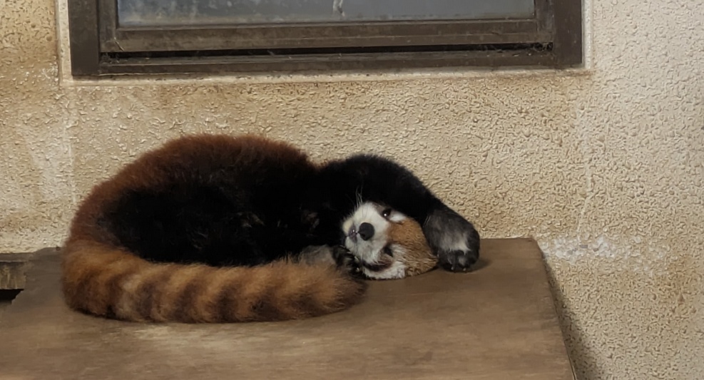 市川市動植物園のレッサーパンダ