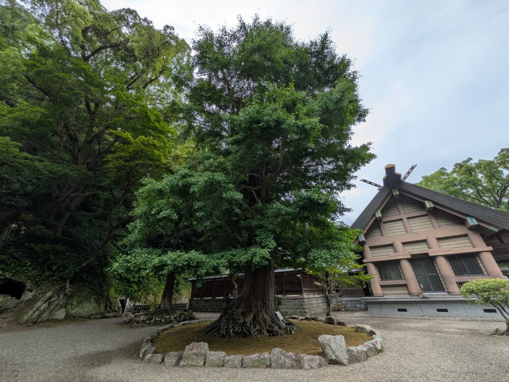 安房神社の木