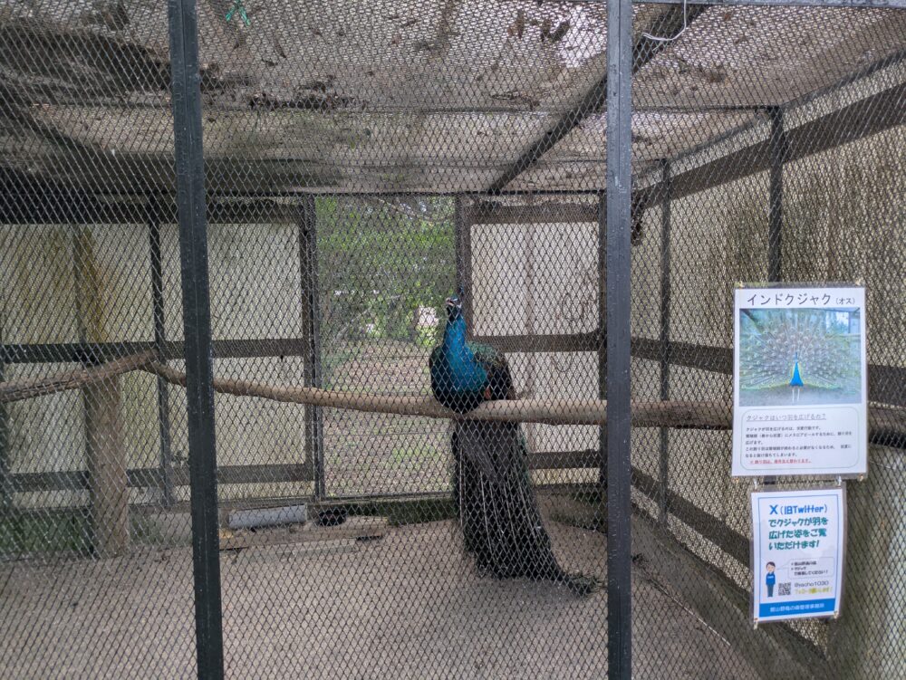 ふれあい野鳥館のインドクジャク