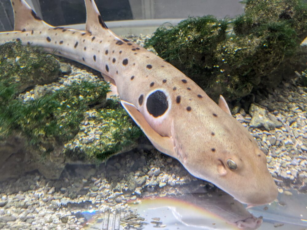 ニフレルのわざの展示