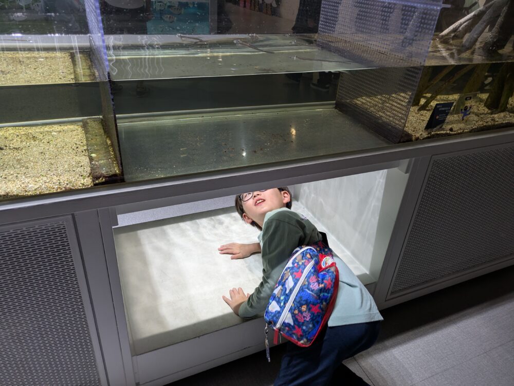 ニフレルの展示は子どもにも大人気