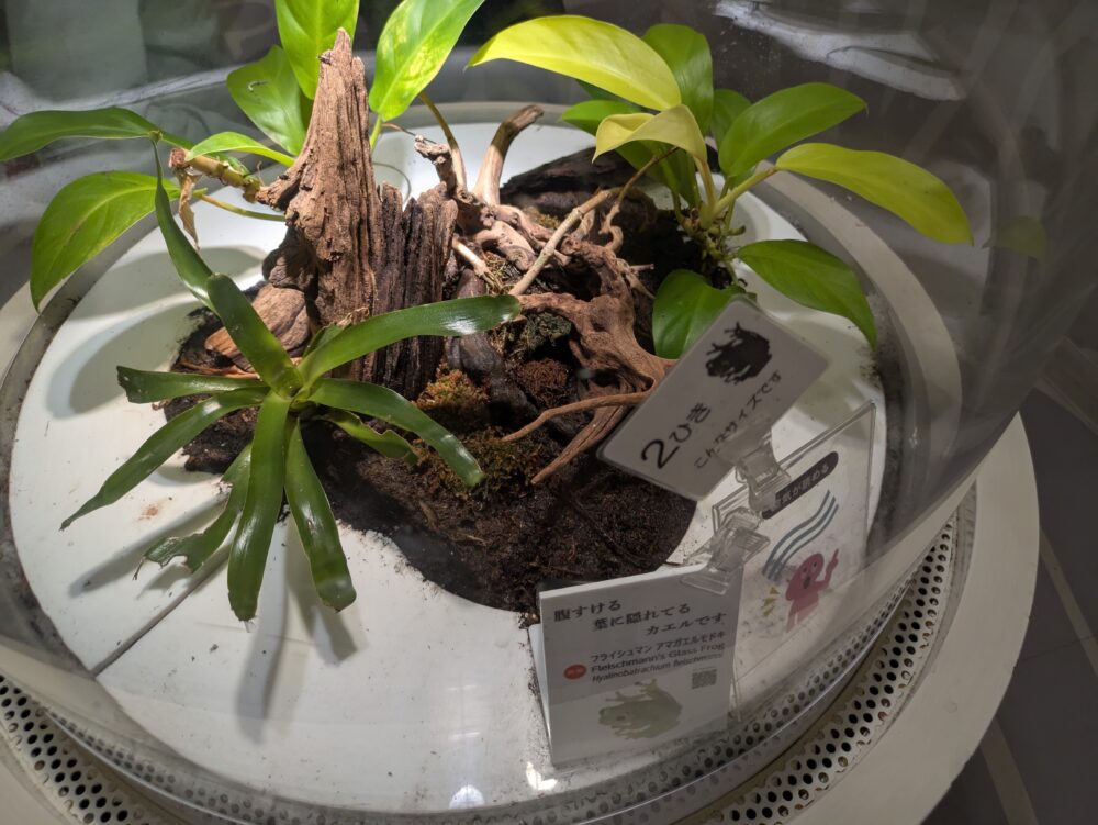 ニフレルのかくれる展示