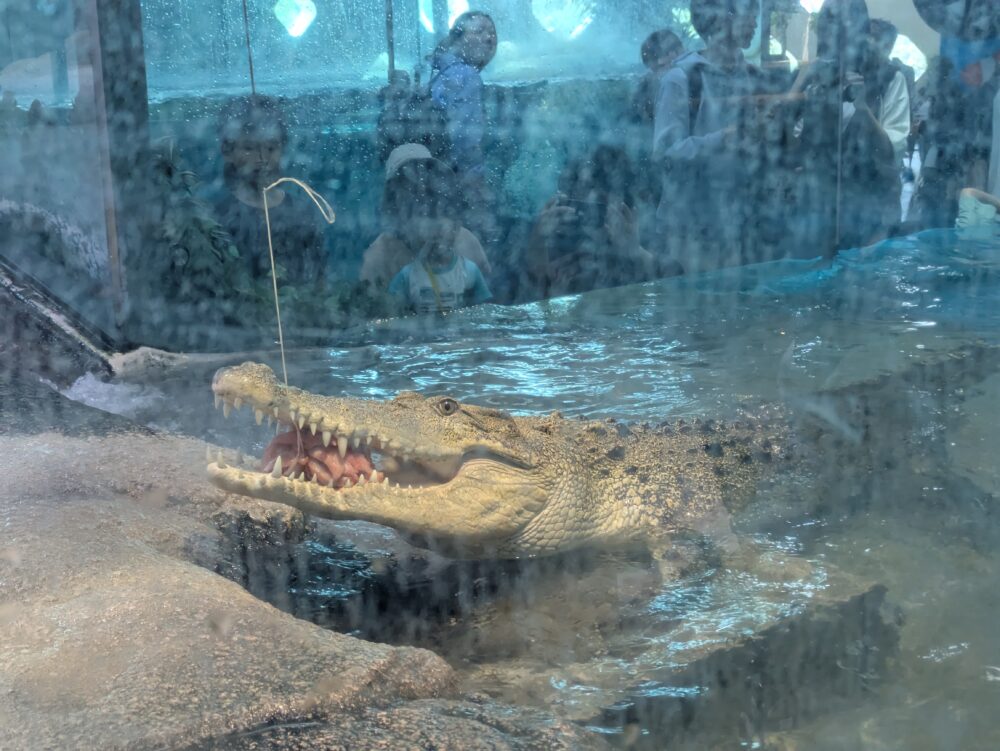 ニフレルのわにの餌付け