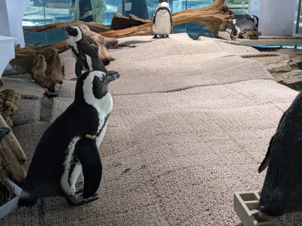 ニフレルのペンギン