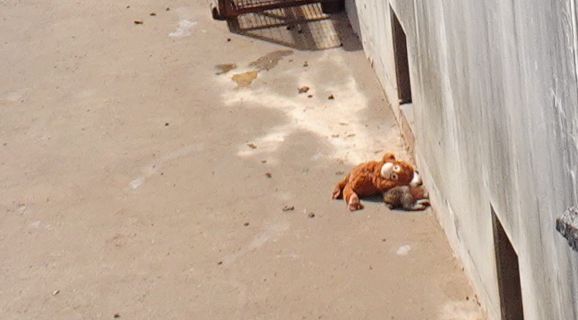 市川市動植物園のパンチくんの昼寝