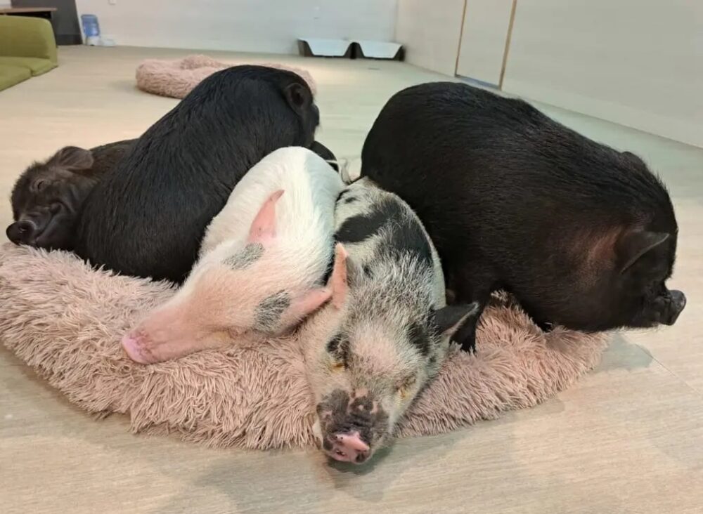 市川市動植物園のマイクロブタのふれあい