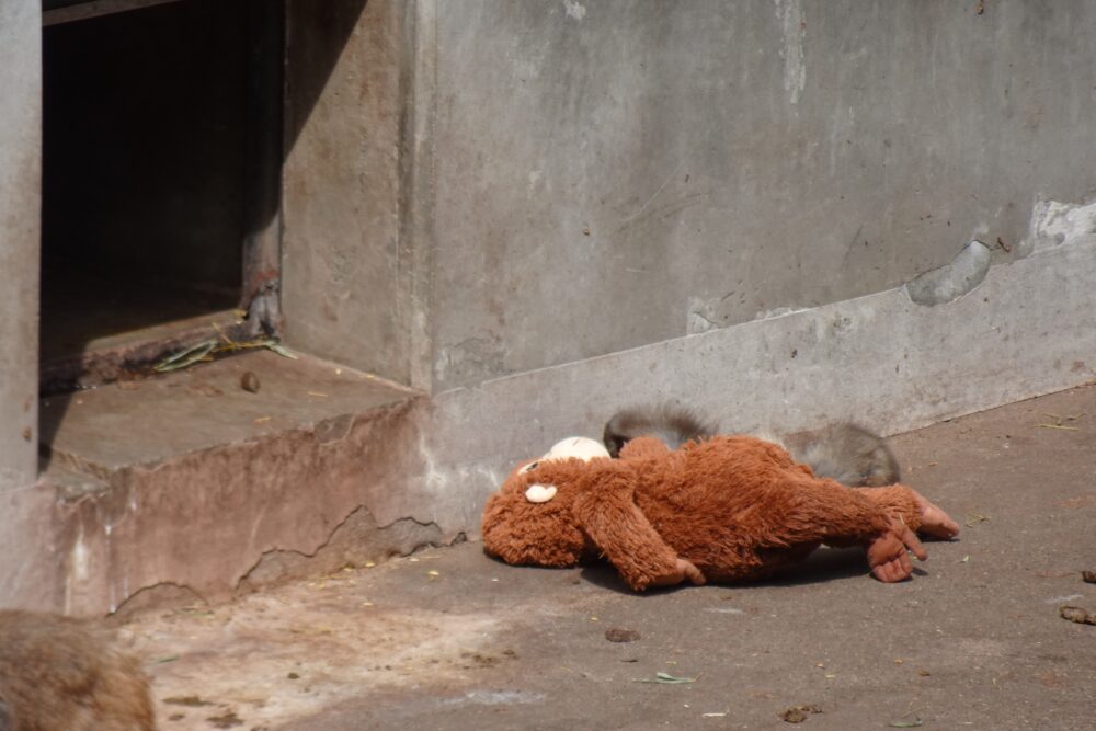 市川市動植物園のパンチくんはすやすや