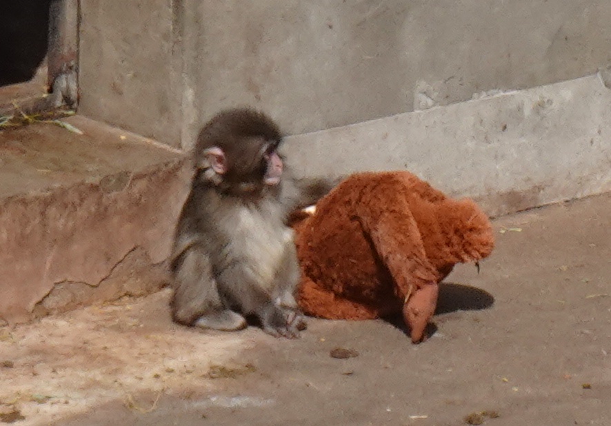 市川市動植物園のパンチくん