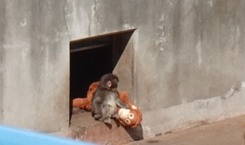市川市動植物園のパンチクンは大人気
