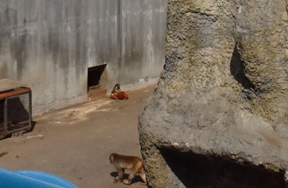 市川市動植物園のパンチくんを発見