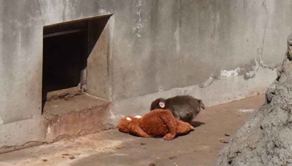 市川市動植物園のパンチくんはオランウータンと一緒