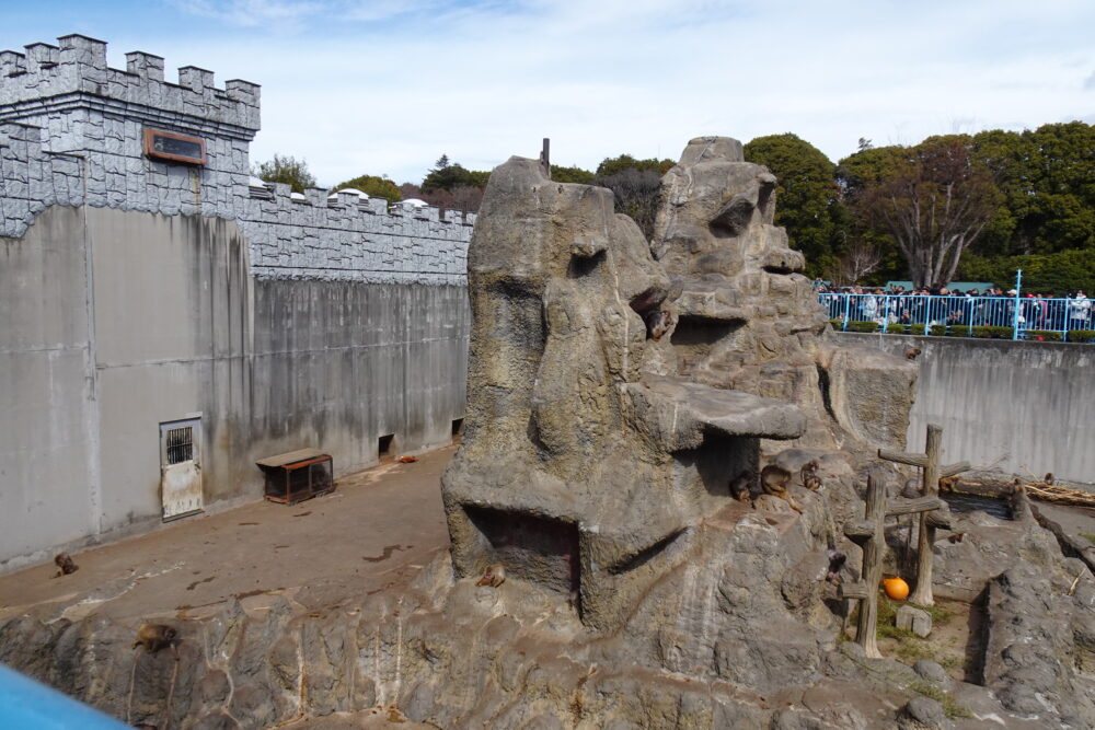 市川市動植物園のサル山でパンチくんを見学