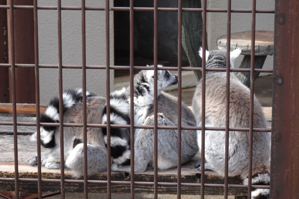 市川市動植物園のワオキツネザル