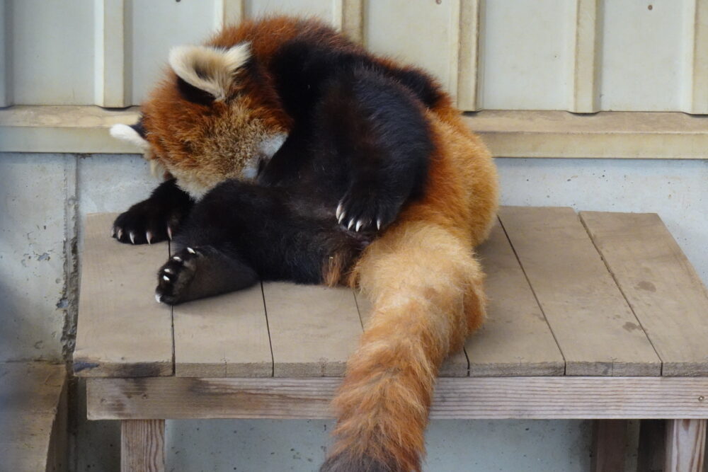 市川市動植物園のレッサーパンダ