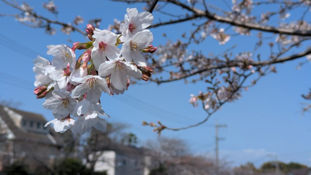桜を楽しめるランニング