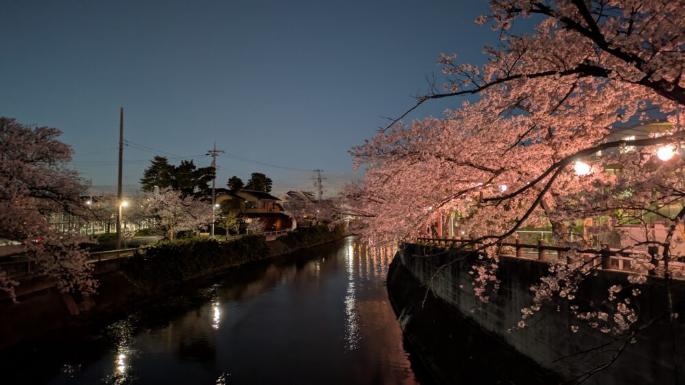 真間川の夜桜
