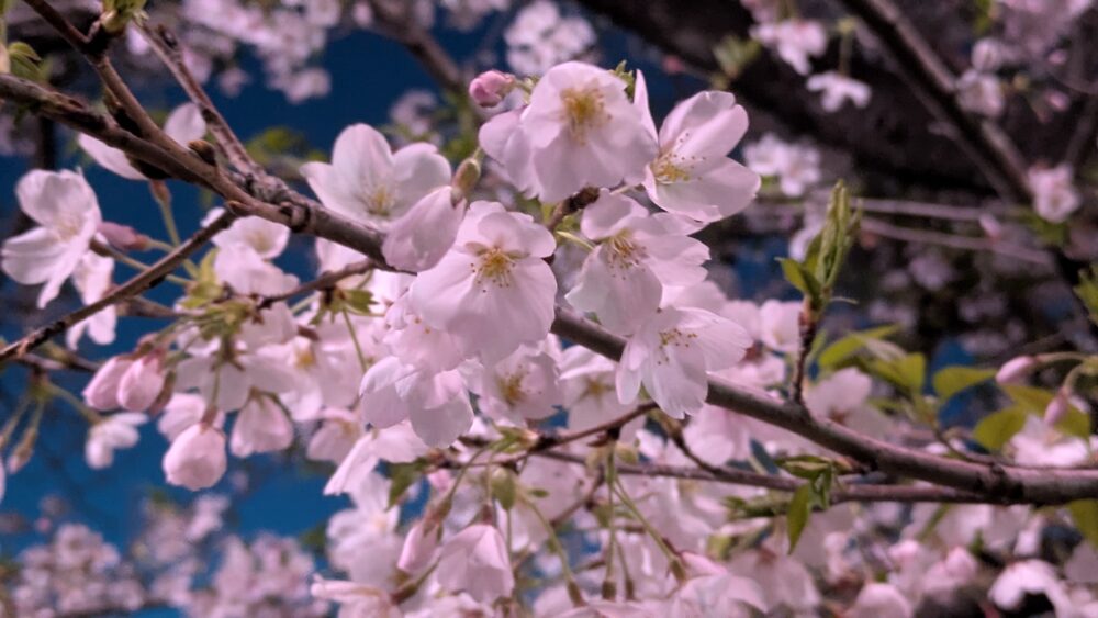 真間川の夜桜も綺麗