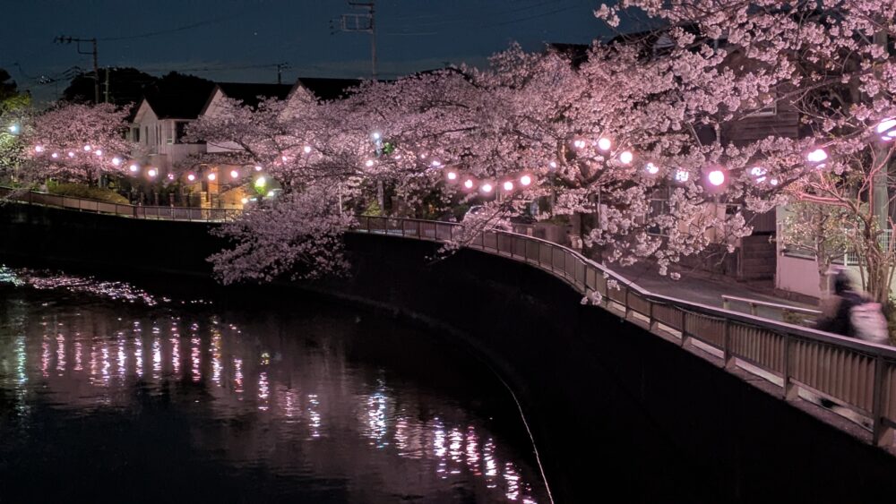 真間川の夜桜のライトアップ