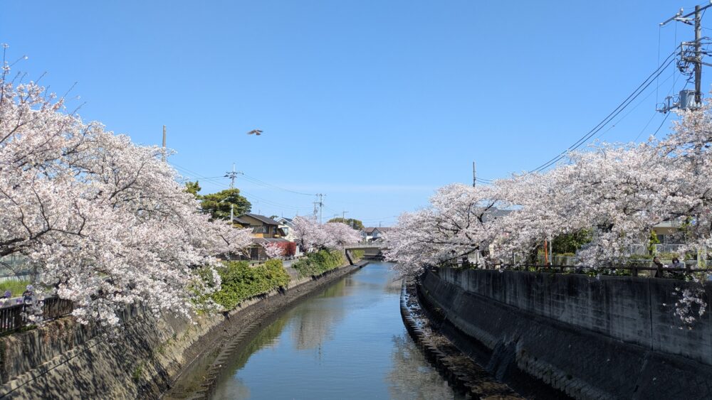 真間川の桜