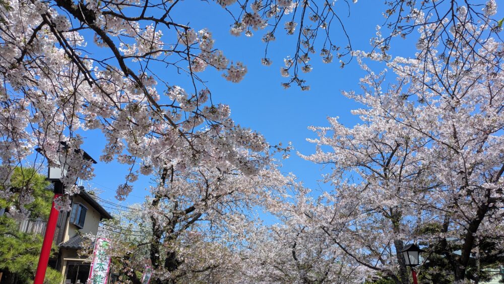 法華経寺の参道の桜
