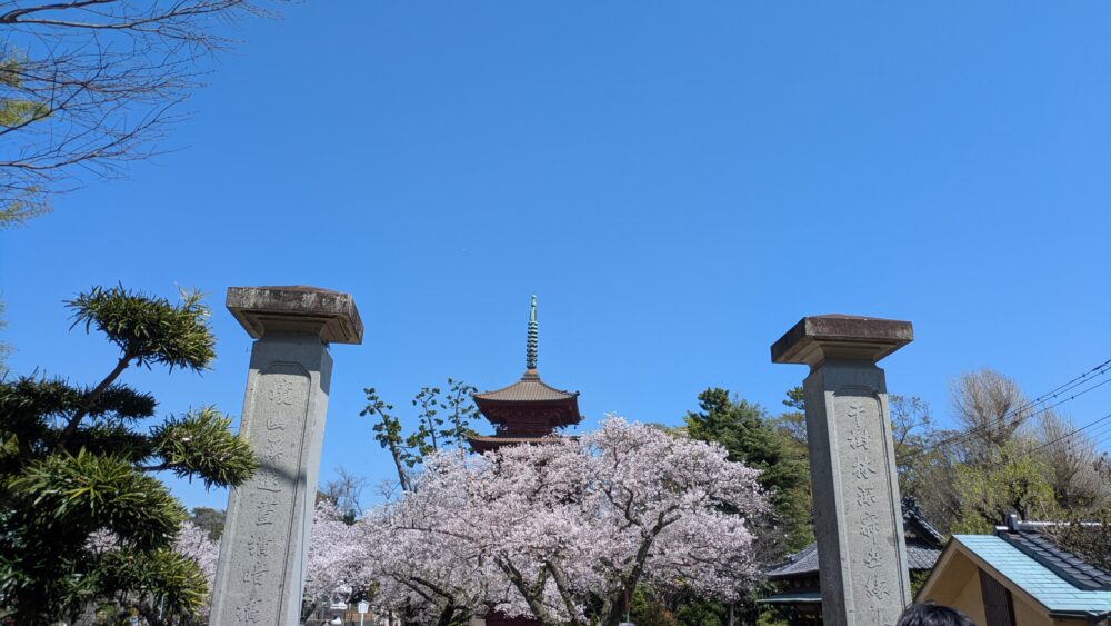 法華経寺の桜