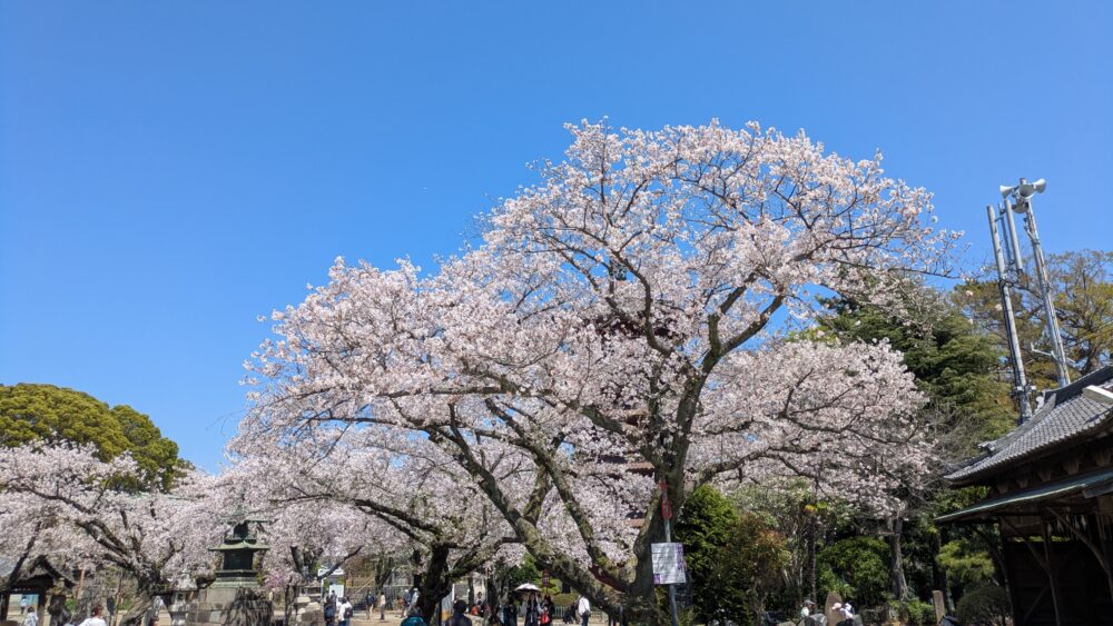 法華経寺の境内の桜