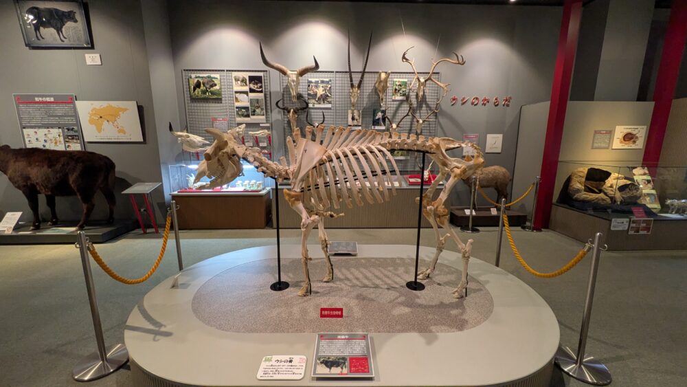 牛の博物館の骨格