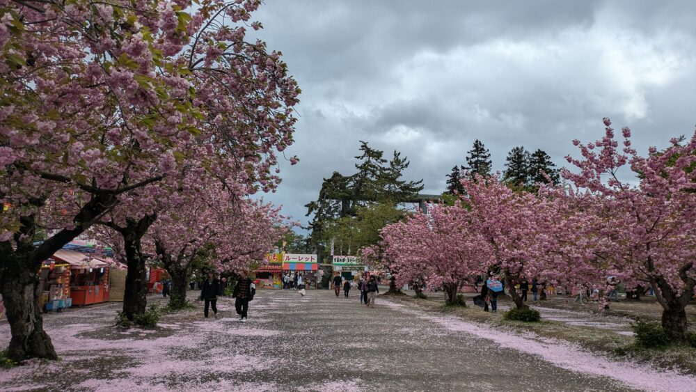 弘前さくらまつりの桜並木