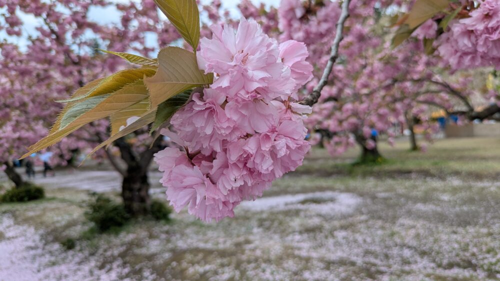 弘前さくらまつりの桜