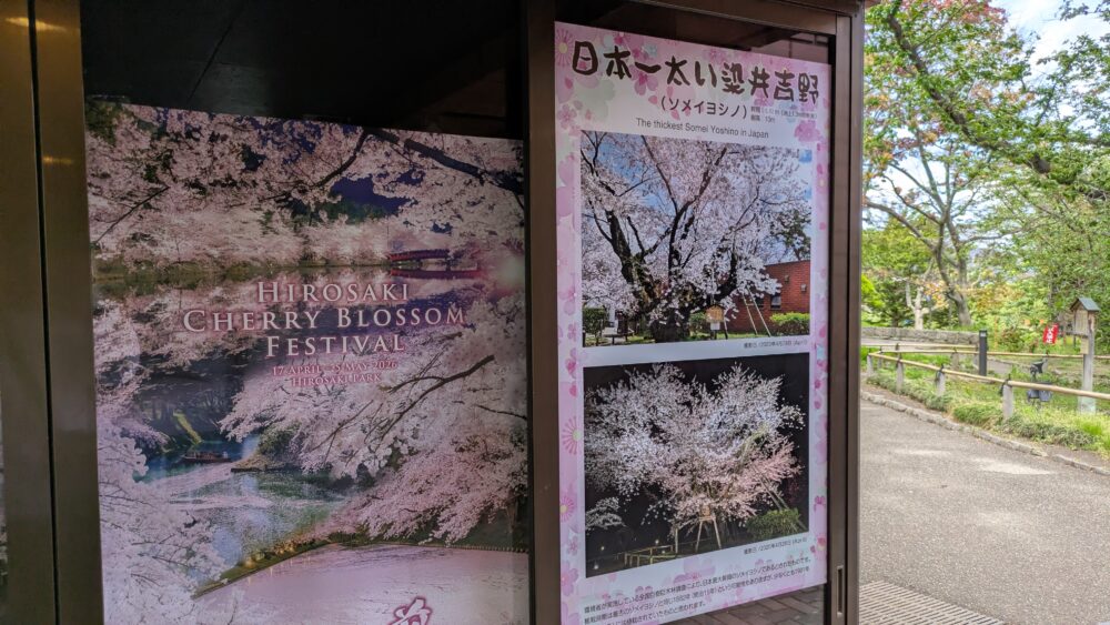 弘前公園の日本一のソメイヨシノ