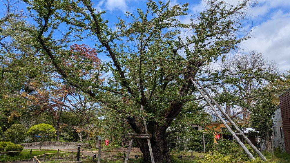 弘前公園の幹が 日本一のソメイヨシノ