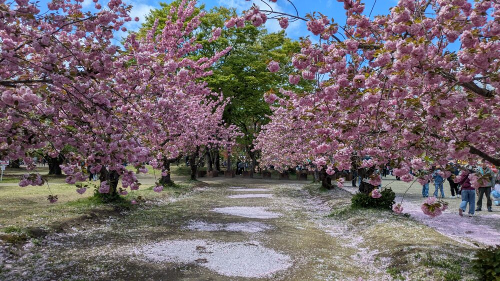 弘前さくらまつりの桜のトンネル
