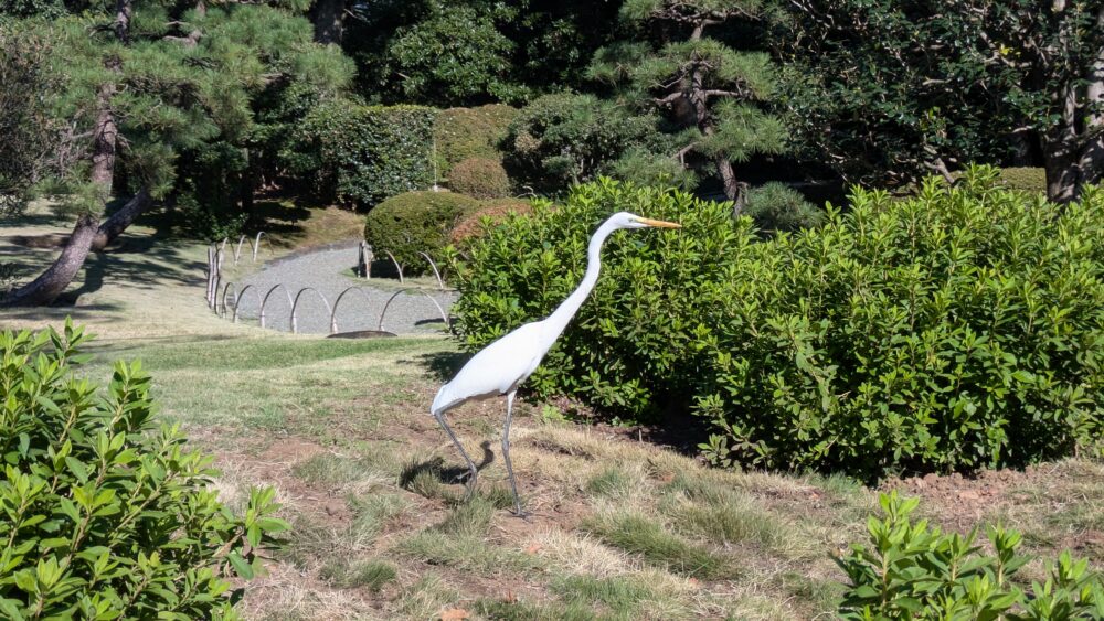 迎賓館赤坂離宮の鳥