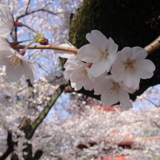 法華経寺の桜が満開でありました