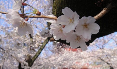 法華経寺の桜が満開でありました