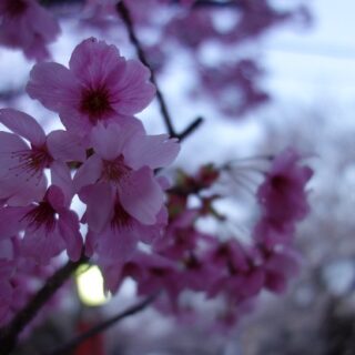 法華経寺の桜が満開でした