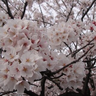 法華経寺の桜が満開