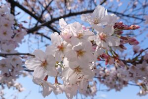 真間川の桜のアップ