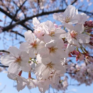 真間川の桜のアップ