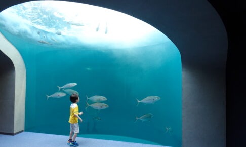 四国水族館の水槽は子どもも楽しめる