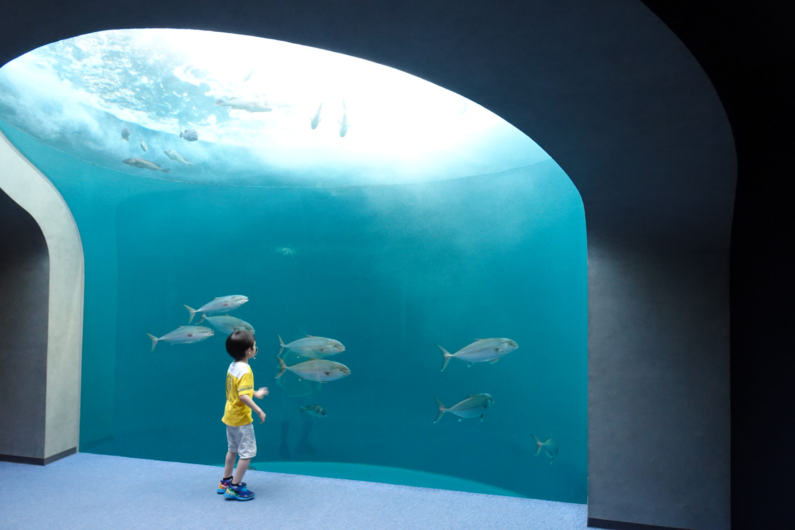 四国水族館の水槽は子どもも楽しめる