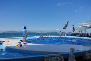 四国水族館のイルカのジャンプ