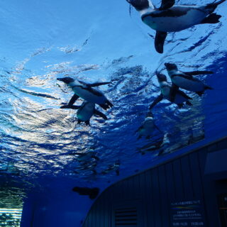 サンシャイン水族館の天空のペンギン