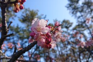 しらこ温泉桜祭りの会場の白子桜公園ではしらこ桜が楽しめます