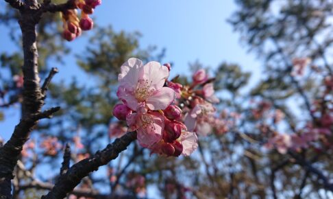 しらこ温泉桜祭りの会場の白子桜公園ではしらこ桜が楽しめます